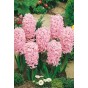 Hyacinth Pink (3 bulbs) - Gift Box