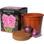Hyacinth Pink (2 bulbs) - Gift Box by Jamieson Brothers 