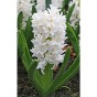 Hyacinth White (2 bulbs) - Gift Box by Jamieson Brothers 