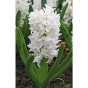 Hyacinth White (3 bulbs) - Gift Box by Jamieson Brothers 