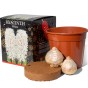 Hyacinth 3 Gift Box Bundle – Blue, White & Pink 6 Bulbs with 3 Pots & Compost | Ready to Plant in UK Autumn for Indoor Flowers, Gardening Gifts & Seasonal Gifting by Jamieson Brothers