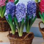 Hyacinth Bulb in Blue Vase (1 bulb) - Gift Box by Jamieson Brothers® 