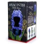 Hyacinth Bulb in Blue Vase (1 bulb) - Gift Box by Jamieson Brothers 