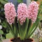 Hyacinth Pink (2 bulbs) - Gift Box