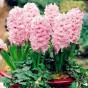 Hyacinth Pink (3 bulbs) - Gift Box