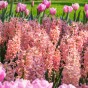 Hyacinthus Gipsy Queen 3 Bulbs Ready for Planting Now in UK Autumn Outdoor Gardens