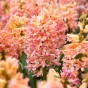 Hyacinthus Gipsy Queen 3 Bulbs Ready for Planting Now in UK Autumn Outdoor Gardens