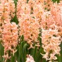 Hyacinthus Gipsy Queen 3 Bulbs Ready for Planting Now in UK Autumn Outdoor Gardens
