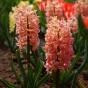 Hyacinthus Gipsy Queen 3 Bulbs Ready for Planting Now in UK Autumn Outdoor Gardens