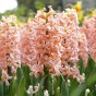 Hyacinthus Gipsy Queen 3 Bulbs Ready for Planting Now in UK Autumn Outdoor Gardens
