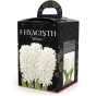 Hyacinth White (2 bulbs) - Gift Box by Jamieson Brothers 