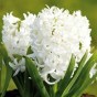 Hyacinth White (2 bulbs) - Gift Box by Jamieson Brothers 