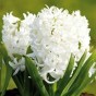 Hyacinth White (3 bulbs) - Gift Box by Jamieson Brothers 