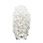Hyacinth Bulb in White Vase (1 bulb) - Gift Box