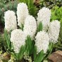 Hyacinth White (2 bulbs) - Gift Box by Jamieson Brothers 