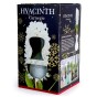 Hyacinth Bulb in White Vase (1 bulb) - Gift Box by Jamieson Brothers 