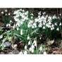 Snowdrops (16 bulbs) by Jamieson Brothers® 