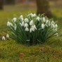 Snowdrops (16 bulbs) by Jamieson Brothers® 