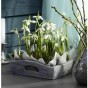 Snowdrop Bulbs (16 bulbs) by Jamieson Brothers® 