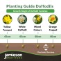 Tall Mixed Daffodil Bulbs 1.5kg net by Jamieson Brothers® 