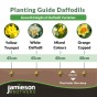 Sempre Avanti Bulbs 10kg (Approx. 200 Bulbs) by Jamieson Brothers 