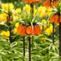 Garden with Jonny Fritillaria Imperialis Rubra 3 Bulbs