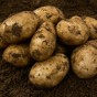 International Kidney Seed Potatoes - 8 Tuber Pack