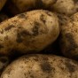 International Kidney Seed Potatoes