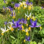 Iris Holl. Mix 25 Bulbs Ready for Planting Now in UK Autumn Outdoor Gardens
