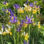 Iris Holl. Mix 25 Bulbs Ready for Planting Now in UK Autumn Outdoor Gardens