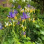 Iris Holl. Mix 25 Bulbs Ready for Planting Now in UK Autumn Outdoor Gardens