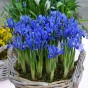 Iris Reticulata Alida 20 Bulbs Ready for Planting Now in UK Autumn Outdoor Gardens
