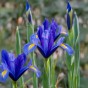 Dutch Iris Hollandica Sapphire Beauty 20 Bulbs Ready for Planting Now in UK Autumn Outdoor Gardens