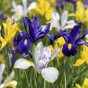 Spring Flower Bulb Collection - 300 Autumn Planting Bulbs - Tulips, Crocus, Alliums, Iris, Anemones & Puschkinia