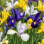 100 - 900 Autumn Planting Bulbs – Spring Flower Collection + Fast Dissolving Plant Food Tablets (Tulips, Crocus, Alliums, Iris, Anemones & Puschkinia) by Jamieson Brothers