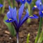 Garden with Jonny Iris Reticulata 20 Bulbs