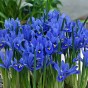 Garden with Jonny Iris Reticulata 20 Bulbs
