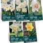 Daffodil Bulb Collection, 40 Bulbs, 5 Varieties, Sir Winston Churchill, Ice Follies, Tahiti, White Lion and Pink Pride - Autumn Planting for Spring Flowering