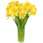 100 Freshly Cut Mixed Orange & Yellow Daffodils - Ready to Bloom | Perfect for Home Décor, Indoor Displays & Easter Gifts UK