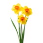 50 Freshly Cut Orange Cup Yellow Petal Daffodils – Ready to Bloom | Perfect for Home Décor, Indoor Displays & Easter Gifts UK