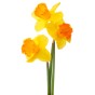 50 Freshly Cut Orange Cup Yellow Petal Daffodils – Ready to Bloom | Perfect for Home Décor, Indoor Displays & Easter Gifts UK