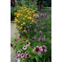 Echinacea & Rudbeckia Mixed (2 Bulbs) and Wildflower 'Butterfly' Mix Seeds Grow your own Bouquet by Jamieson Brothers