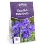 English Bluebells (30 bulbs) - by Jamieson Brothers® 