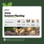 Jazzy (2kg - Approx. 20-25 Tubers) Christmas Harvest Seed Potatoes Summer Planting Second Cropping Plant Now UK, Grows Approx. 200 Salad Potatoes, by Jamieson Brothers