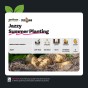 SpudMan Jazzy (6 Tubers) Christmas Harvest Seed Potatoes Summer Planting Second Cropping Plant Now UK, Grows Approx. 60 Salad Potatoes, by Jamieson Brothers