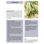Jamieson Brothers® Theilim Asparagus - 2 roots