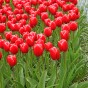 Edgy Reds Tulip Mix – Tulip Kung Fu & World’s Favourite Bulbs Ready for Planting Now in UK Autumn Outdoor Gardens