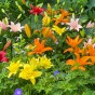 Lilium Asiatic Mix 4 Flower Bulbs Ready for Planting Now in UK Autumn Outdoor Gardens