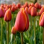 Edgy Reds Tulip Mix – Tulip Kung Fu & World’s Favourite Bulbs Ready for Planting Now in UK Autumn Outdoor Gardens
