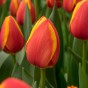 Edgy Reds Tulip Mix – Tulip Kung Fu & World’s Favourite Bulbs Ready for Planting Now in UK Autumn Outdoor Gardens